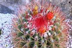 cactus-Cote Amalfitaine Visites avec Guide