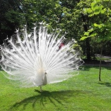 lac Majeur Visites avec Guide paon