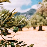 olive puglia visites avec guide